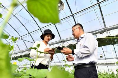 山東鄉(xiāng)村振興五年間 農(nóng)業(yè)技術(shù)推廣的探路與擔(dān)當(dāng)