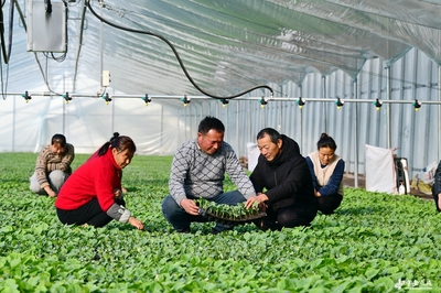 阜南田間煥新機(jī) 農(nóng)技服務(wù)進(jìn)大棚，科技賦能助振興