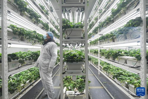 草莓小鎮(zhèn)迎來產(chǎn)銷旺季，農(nóng)業(yè)技術(shù)推廣助力產(chǎn)業(yè)升級