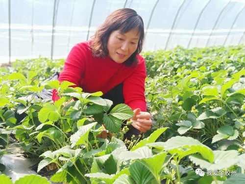 科技賦能田野，點(diǎn)亮現(xiàn)代農(nóng)業(yè)新希望——專訪青島市農(nóng)業(yè)技術(shù)推廣協(xié)會會長、九龍山合作社理事長李春花