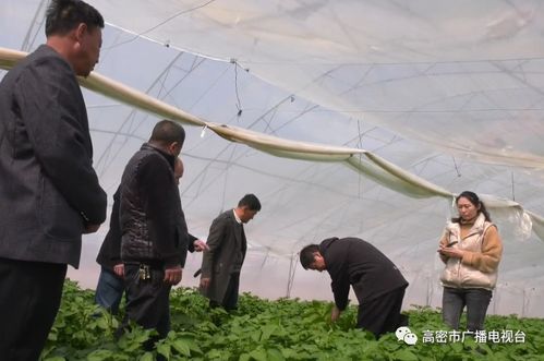 地頭傳經(jīng)授藝，科技賦能田疇——我市扎實(shí)開展農(nóng)技推廣助力農(nóng)業(yè)生產(chǎn)